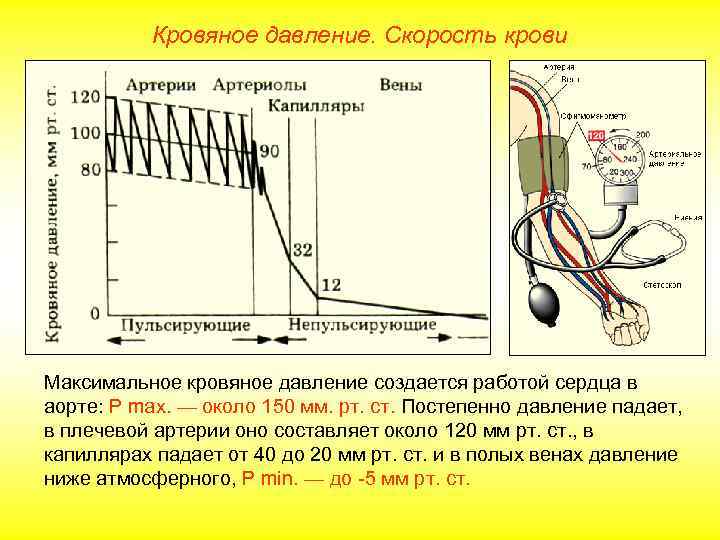   Кровяное давление. Скорость крови Максимальное кровяное давление создается работой сердца в