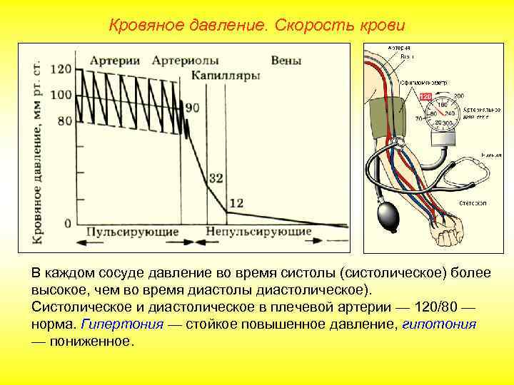    Кровяное давление. Скорость крови В каждом сосуде давление во время систолы