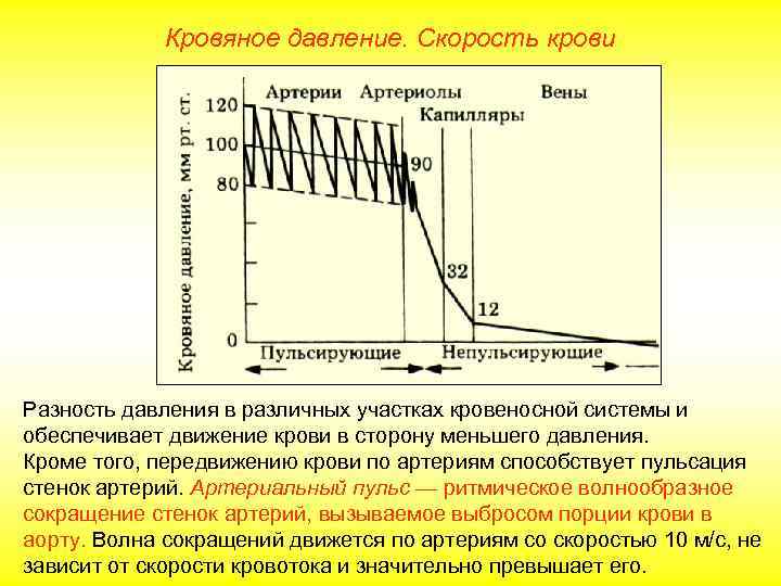    Кровяное давление. Скорость крови Разность давления в различных участках кровеносной системы