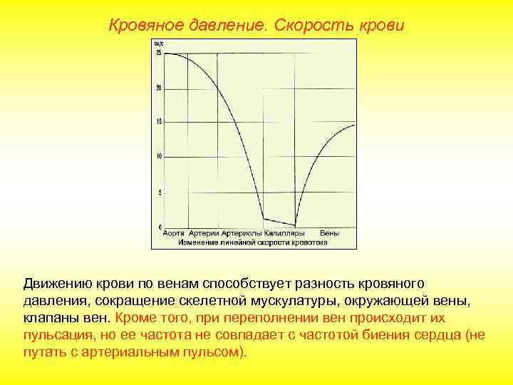   Кровяное давление. Скорость крови Движению крови по венам способствует разность кровяного давления,