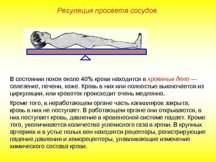     Регуляция просвета сосудов. В состоянии покоя около 40% крови находится