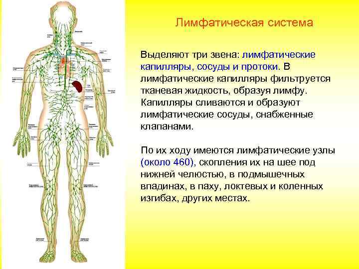  Лимфатическая система Выделяют три звена: лимфатические капилляры, сосуды и протоки. В лимфатические капилляры