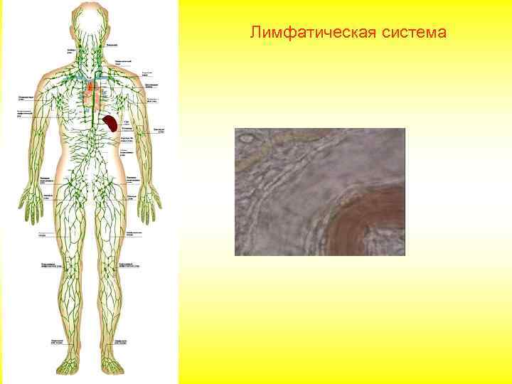 Лимфатическая система 