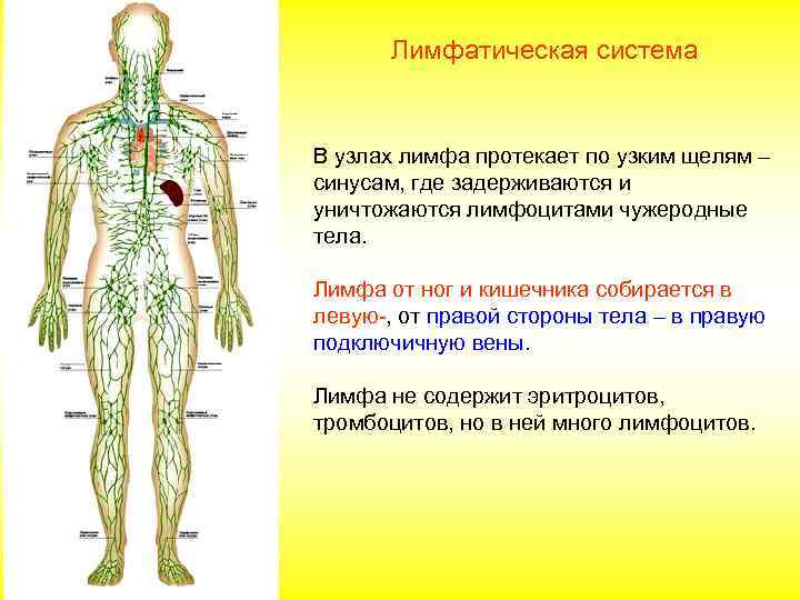   Лимфатическая система  В узлах лимфа протекает по узким щелям – синусам,