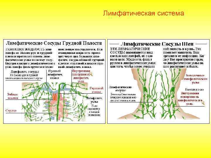 Лимфатическая система 