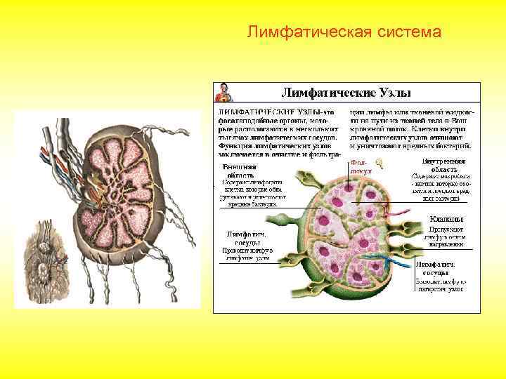 Лимфатическая система 