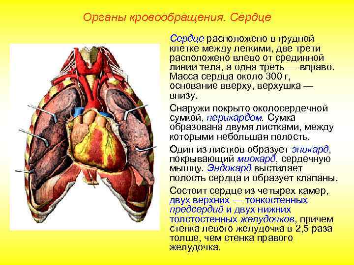Органы кровообращения. Сердце расположено в грудной   клетке между легкими, две трети 