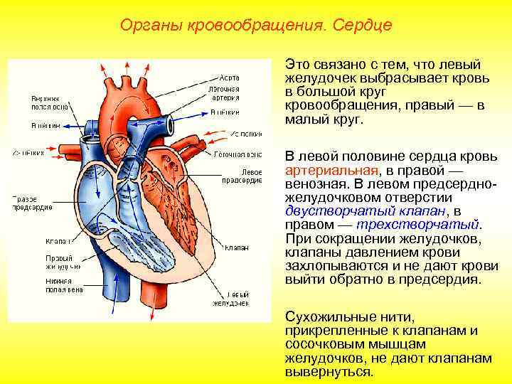 Органы кровообращения. Сердце    Это связано с тем, что левый  