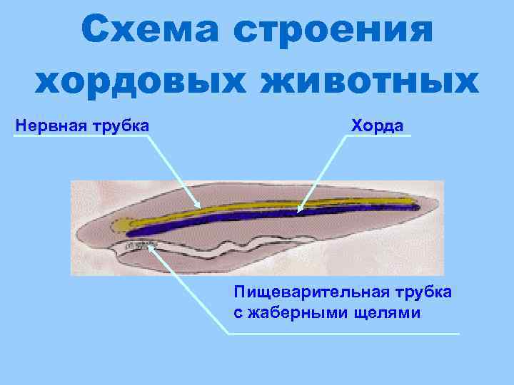   Схема строения хордовых животных Нервная трубка   Хорда   
