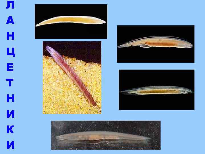 Л А Н Ц Е Т Н И К И 