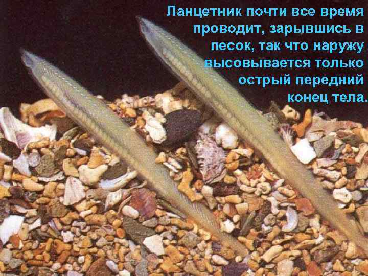 Ланцетник почти все время  проводит, зарывшись в песок, так что наружу высовывается только