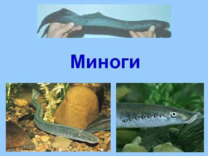 Миноги 