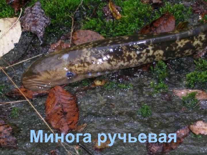 Минога ручьевая 