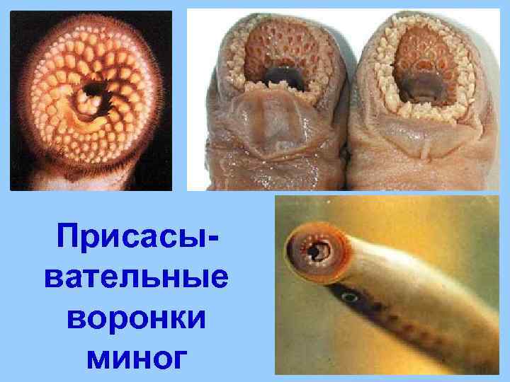  Присасы- вательные воронки  миног 