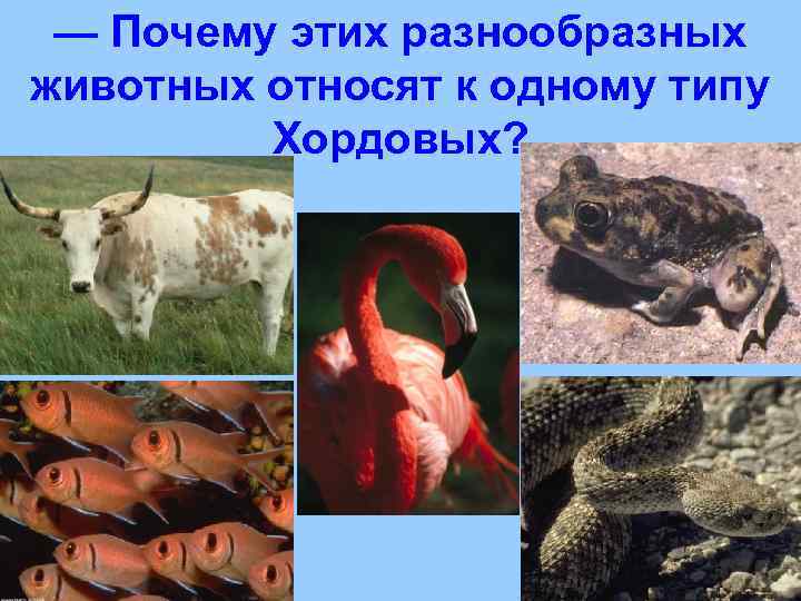  — Почему этих разнообразных животных относят к одному типу   Хордовых? 
