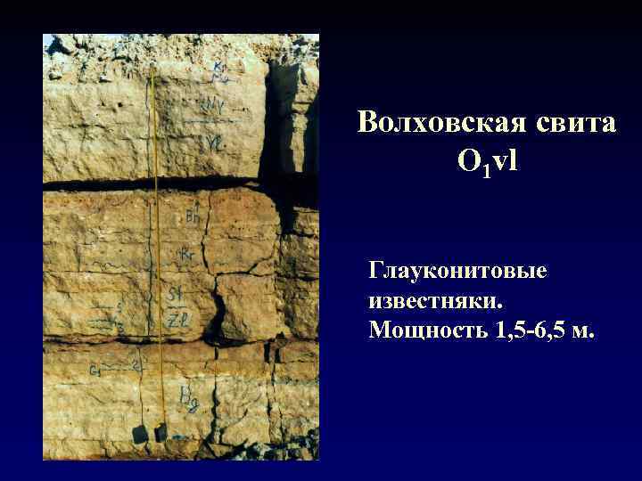 Волховская свита  О 1 vl  Глауконитовые известняки. Мощность 1, 5 -6, 5