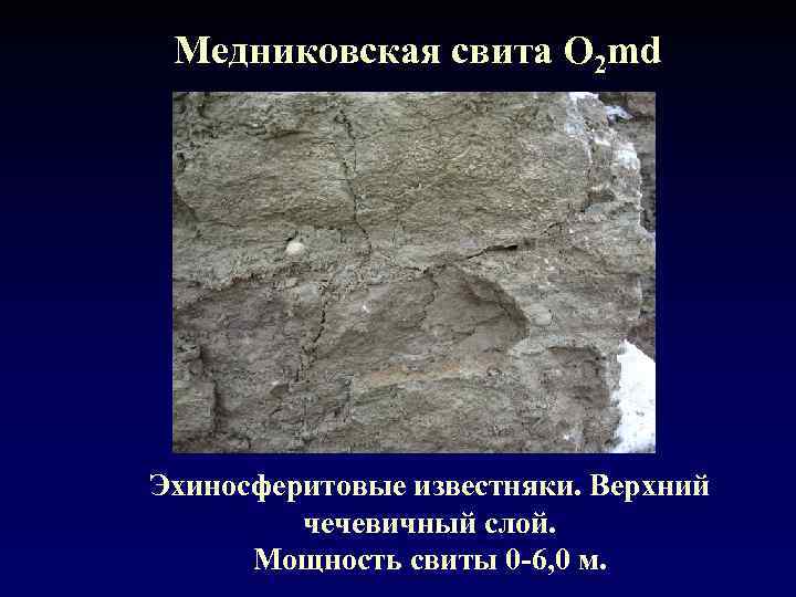  Медниковская свита О 2 md Эхиносферитовые известняки. Верхний   чечевичный слой. 