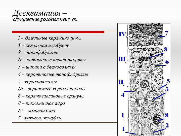 Десквамация