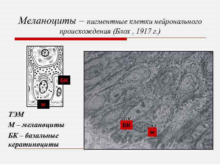  Меланоциты – пигментные клетки нейронального   происхождения (Блох , 1917 г. )