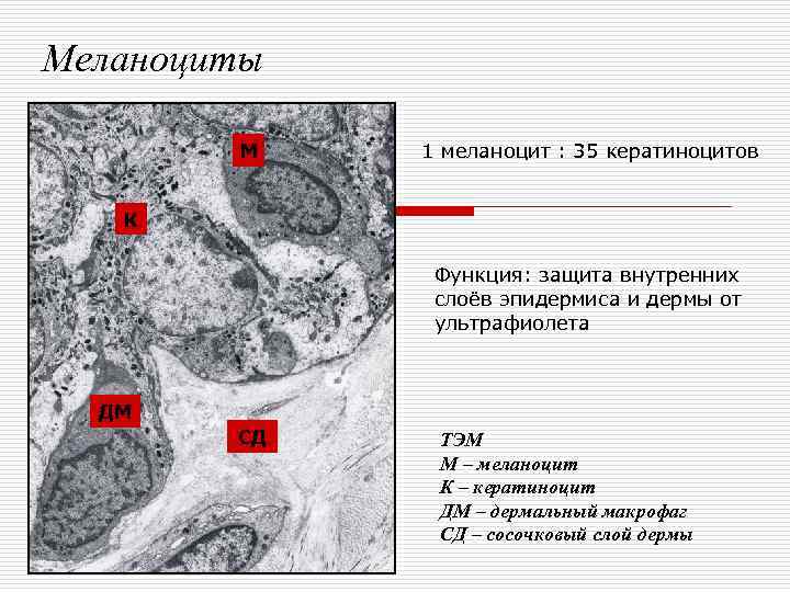 Меланоциты   М  1 меланоцит : 35 кератиноцитов К   