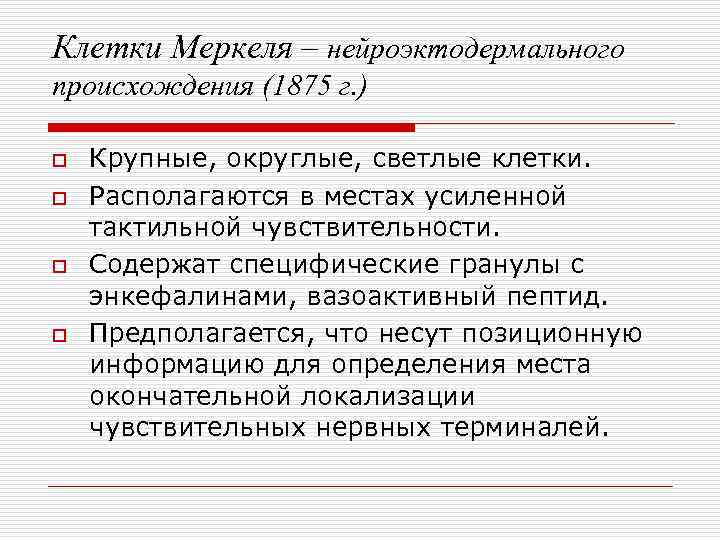 Клетки Меркеля – нейроэктодермального происхождения (1875 г. ) o  Крупные, округлые, светлые клетки.