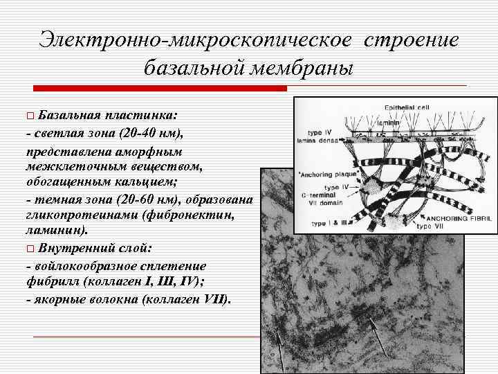   Электронно-микроскопическое строение   базальной мембраны o Базальная пластинка: - светлая зона
