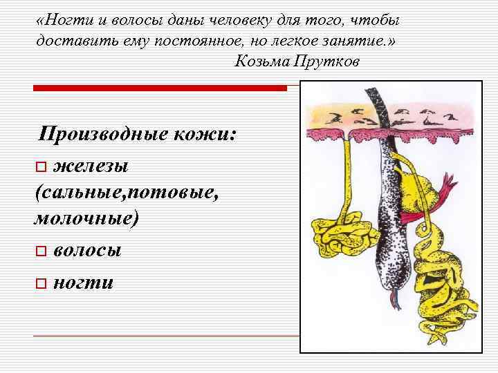  «Ногти и волосы даны человеку для того, чтобы доставить ему постоянное, но легкое