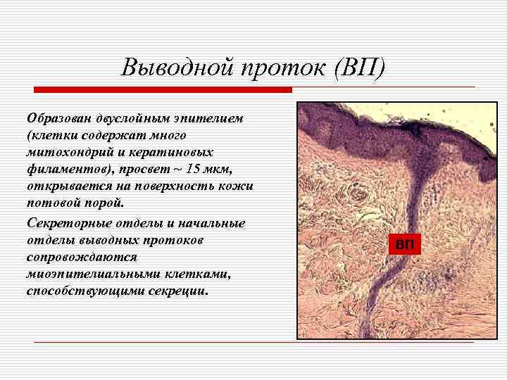   Выводной проток (ВП) Образован двуслойным эпителием (клетки содержат много митохондрий и кератиновых