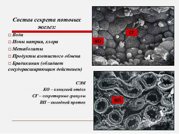   Состав секрета потовых   желез: o Вода    