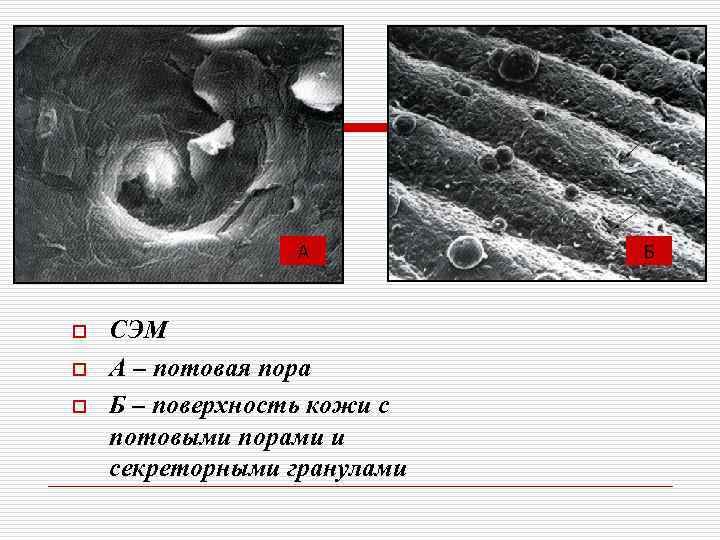    А  Б  o  СЭМ o  А –