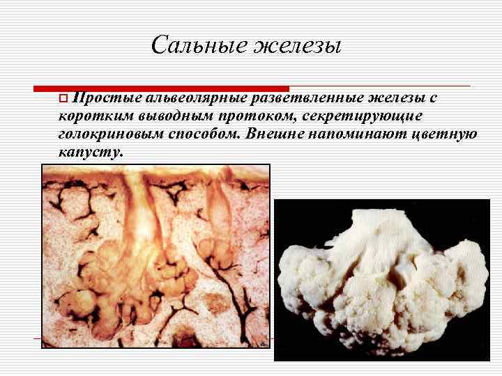    Сальные железы o Простые альвеолярные разветвленные железы с коротким выводным протоком,