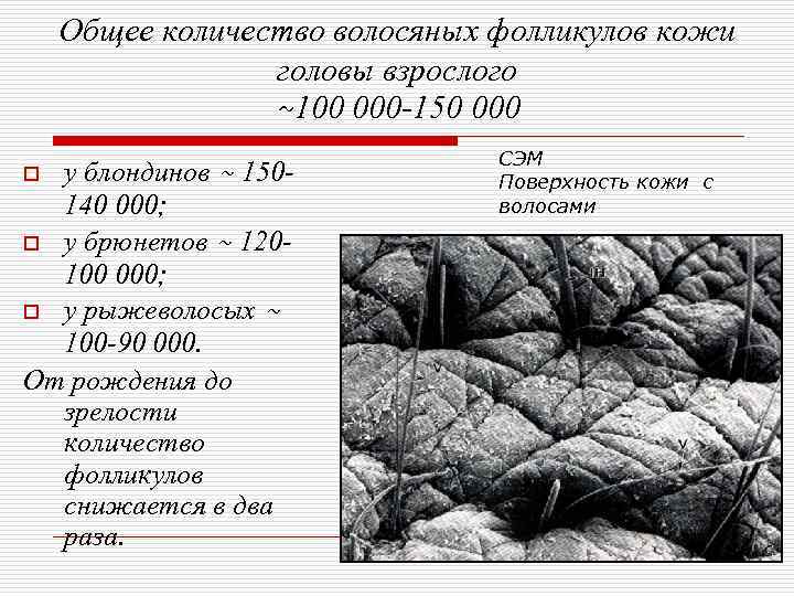   Общее количество волосяных фолликулов кожи   головы взрослого   ~100