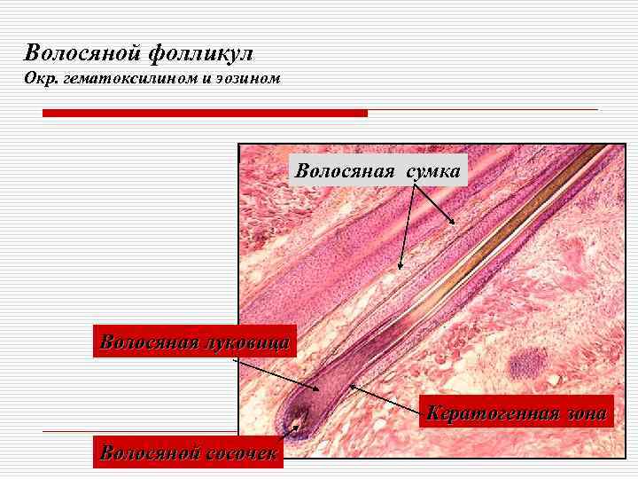 Волосяной фолликул