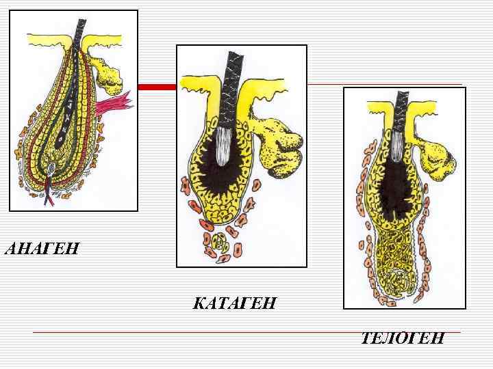 АНАГЕН  КАТАГЕН    ТЕЛОГЕН 