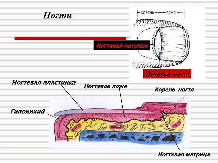 Ложа корень. Гипонихий схема. Ногтевое ложе это гипонихий.