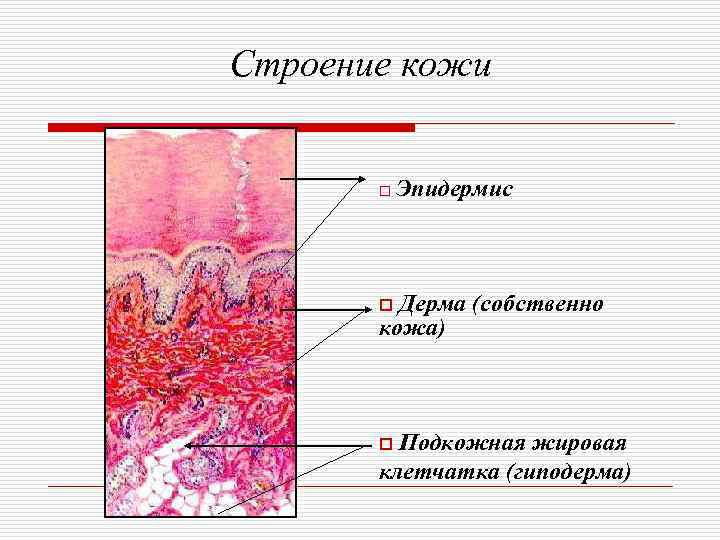 План строения кожи гистология