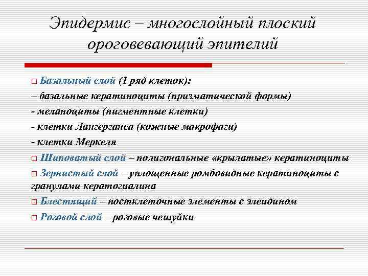   Эпидермис – многослойный плоский   ороговевающий эпителий o Базальный слой (1