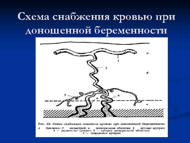 Схема снабжения кровью при доношенной беременности 