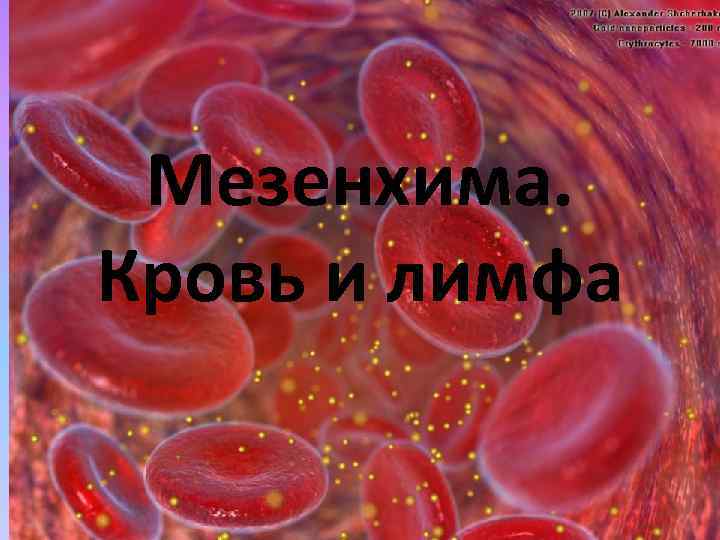 Мезенхима. Кровь и лимфа 