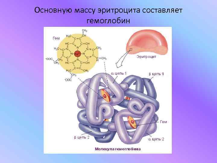 Основную массу эритроцита составляет   гемоглобин 
