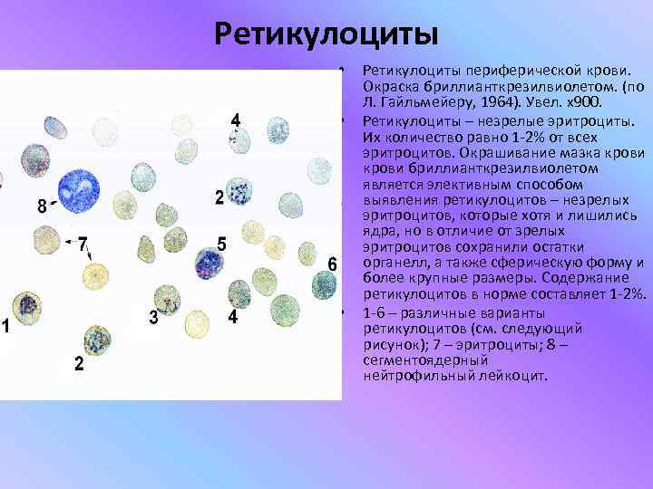 Фракция ретикулоцитов