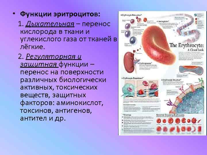  • Функции эритроцитов:  1. Дыхательная – перенос  кислорода в ткани и
