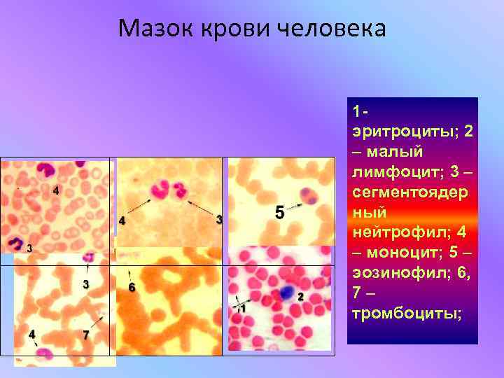 Мазок крови человека рисунок