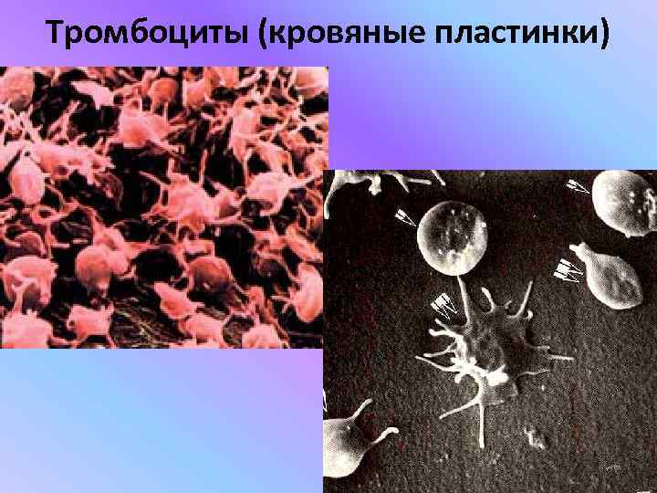 Тромбоциты (кровяные пластинки) 