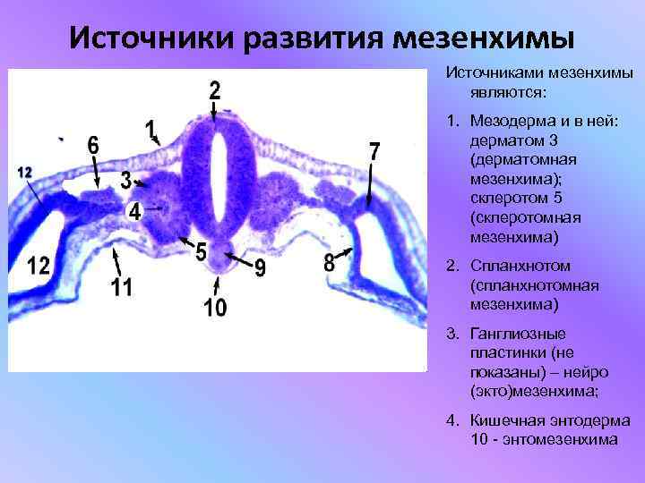 Предложите схему показывающую взаимосвязь тканевой жидкости крови и лимфы