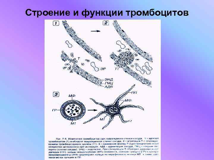 Строение и функции тромбоцитов 