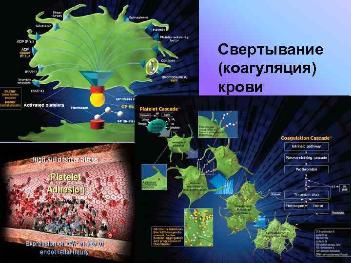 Свертывание (коагуляция) крови 