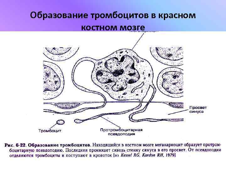 Тромбоцитопоэз происходит в красном мозге по схеме