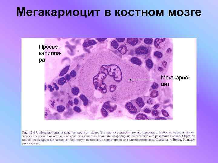 Кровь и лимфа гистология презентация