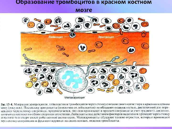 Образование тромбоцитов в красном костном   мозге 